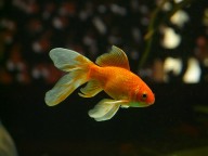 A goldfish, referencing the seven-second attention span comparison that opens this article